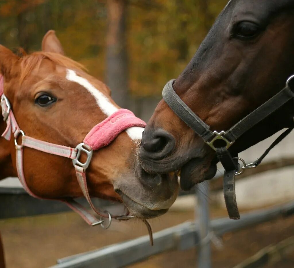 кск заповедный. кск заповедный санкт-петербург. кск заповедный санкт-петербург. кск заповедный. конюшня заповедная улица.
