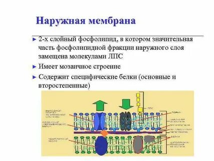 Имеет клеточную стенку из полисахаридов