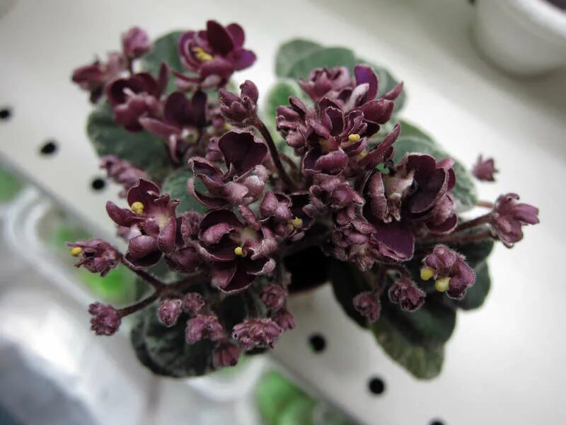 фиалка черный принц. фиалка блэк перл. фиалка сапфир айс. фиалка ле ярита. сенполия black pearl.