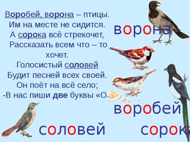 Воробей ворона словарные слова. Предложение со словоммсорока. Предложение про воробья. Словарные слова ворона Воробей сорока. Воробей воробьи 2 класс русский язык