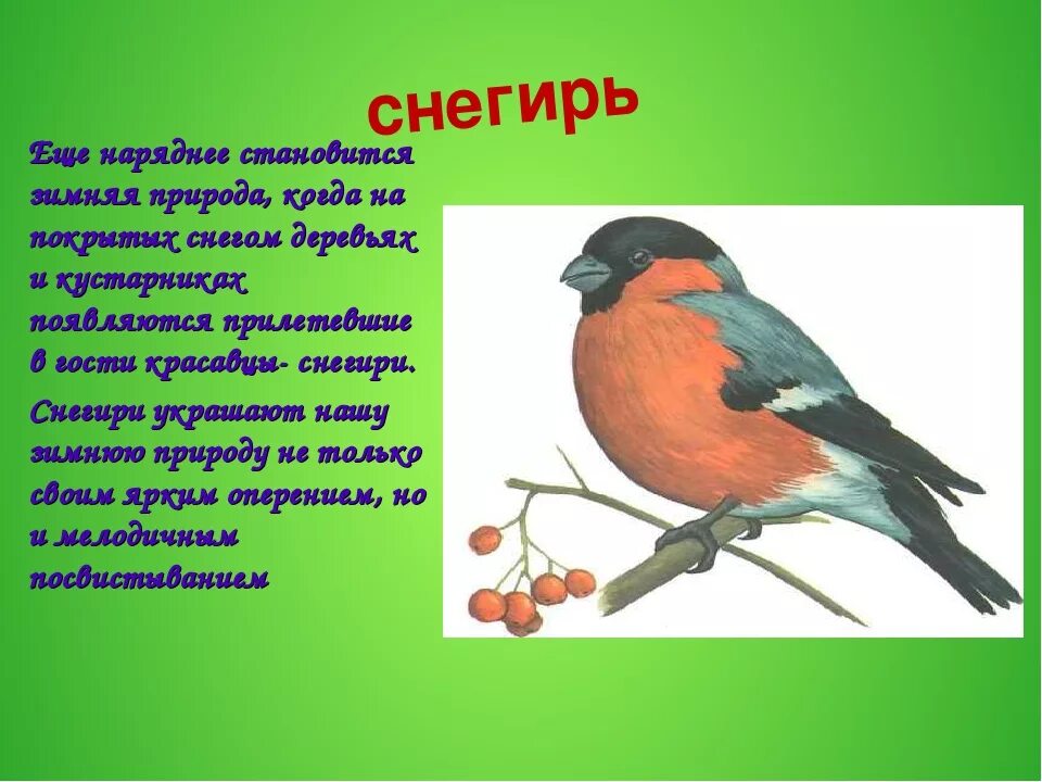 Снегирь это перелетная птица. Снегирь Перелетная птица или зимующая. Описание снегиря. Снегирь Перелетная птица. Рассказ про снегиря.