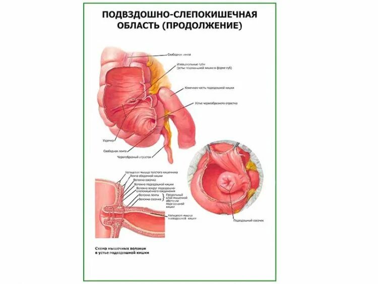 3 строение подвздошной