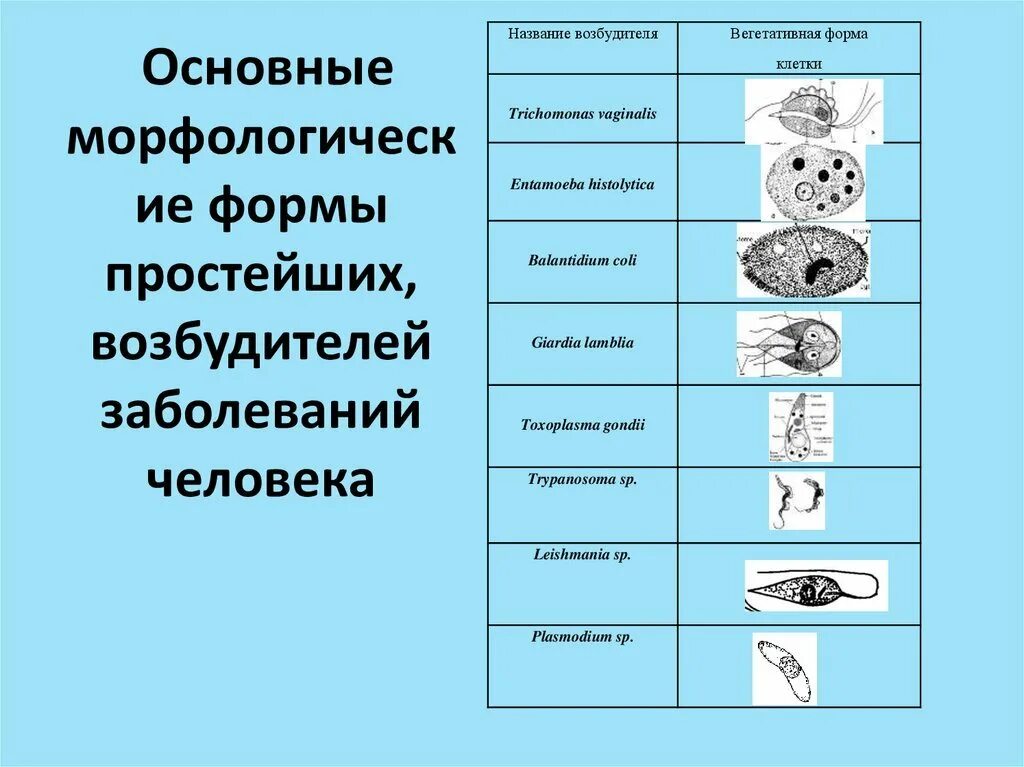 Таблица заболевания вызываемые простейшими и возбудители. Простейшие паразиты микробиология. Виды паразитических простейших. Простейшие возбудители заболеваний таблица. Выберите паразитических простейших ответ