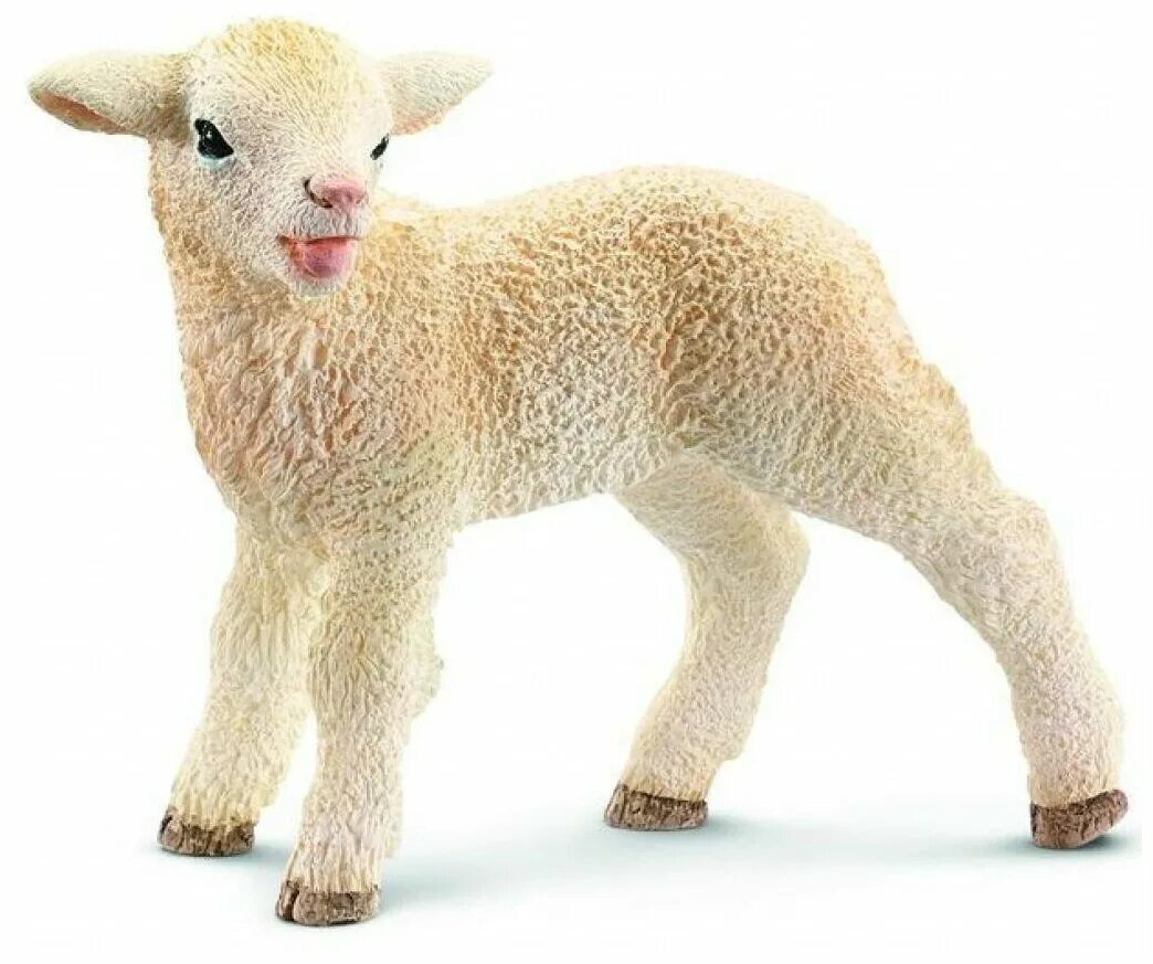 Полугрубошерстные овцы. Ягненок отзывы. Маленький барашек. Ягненок. Плюшевая игрушка овечка 2015.