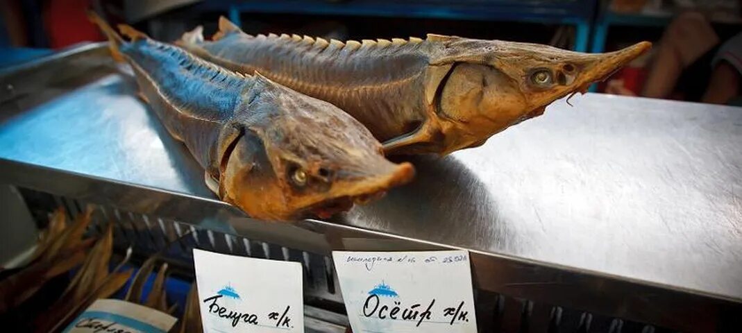 Рыба цена за 1 кг в москве. Стерлядь 1.5 кг. Осетр на рынке. Стерлядка рыба. Стерлядь в магазине.