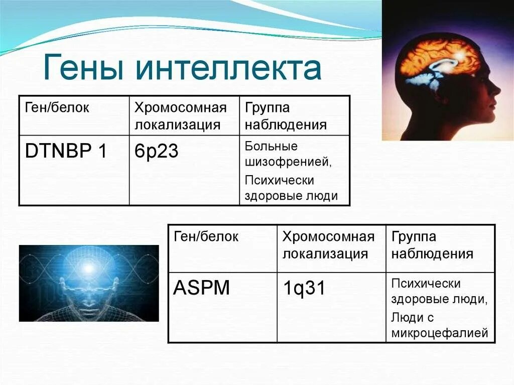 Интеллект генетика. Гены интеллекта. Наследственность интеллекта. Ген отвечающий за интеллект. Генетические факторы интеллекта.