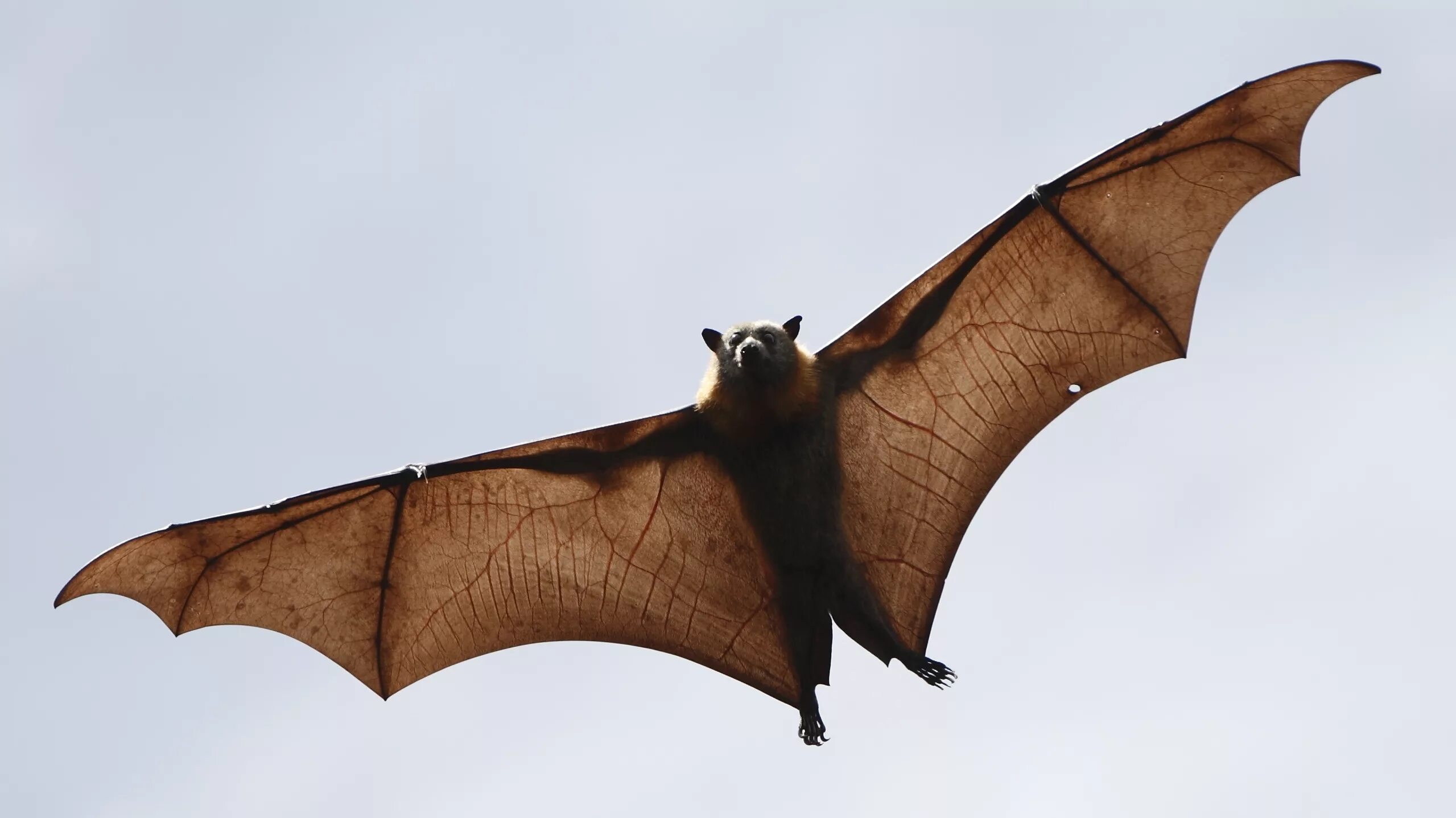 Bat examples