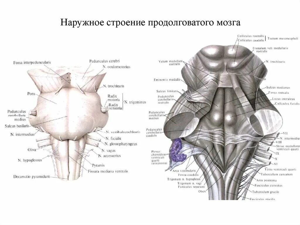 Мост строение. Варолиев мост внешнее строение. варолиев мост дорсальная поверхность. строение ромбовидной ямки анатомия. внешнее и внутреннее строение варолиева моста.
