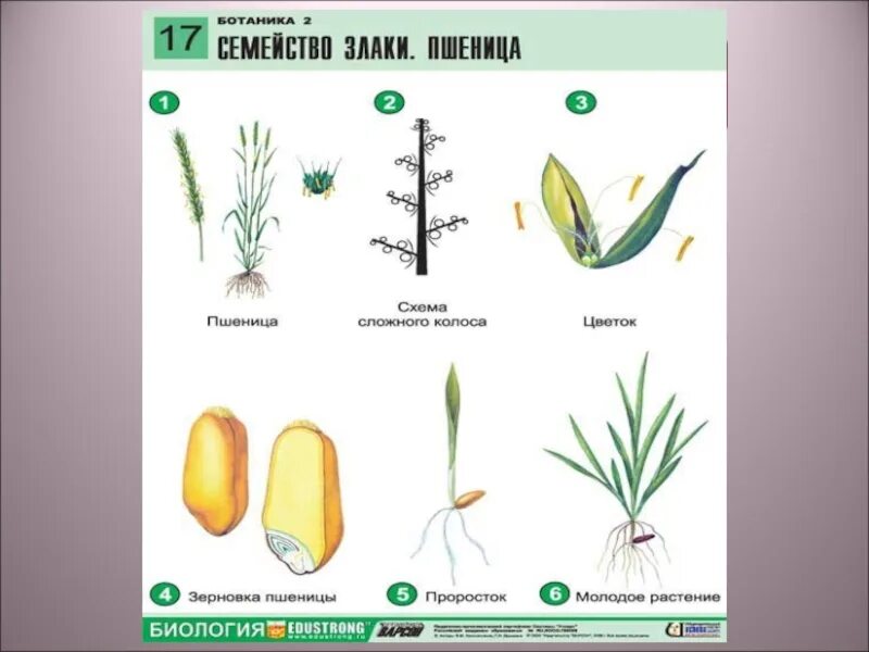 Покрытосеменные злаковые. Семейства покрытосеменных растений: злаковые. Семейство пшеницы биология 6 класс. Класс Однодольные семейство злаковые. Семейство злаковые строение.