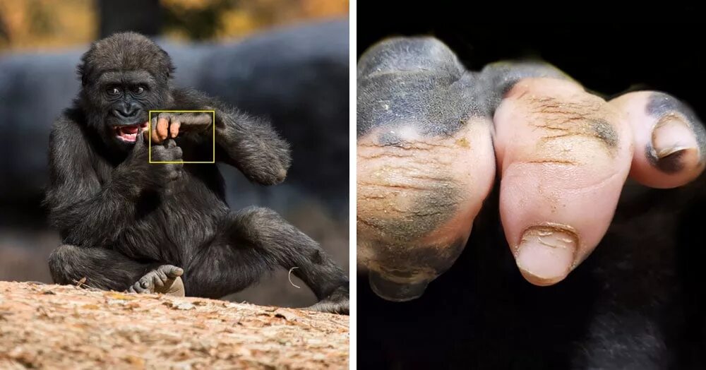 Горилла Анака. Рука обезьяны. Ногти обезьяны.