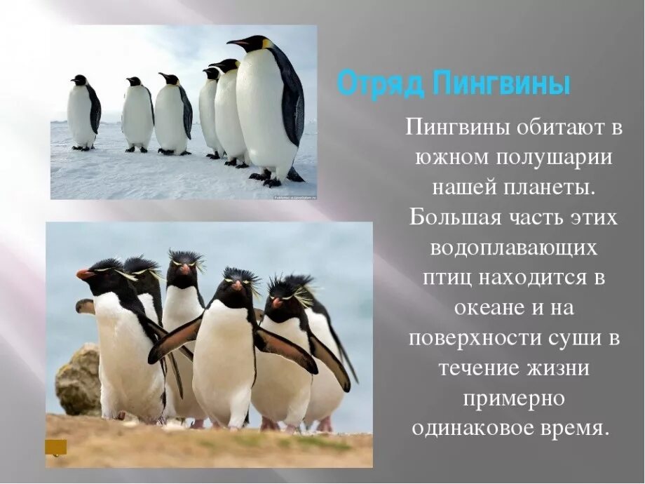 Появление птенцов в колонии пингвинов признак живых. Отряд пингвины 7 класс биология. пингвины презентация. доклад про пингвинов. многообразие птиц пингвины.