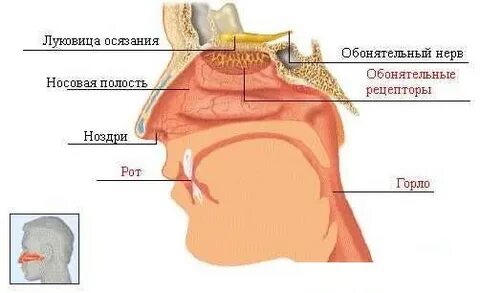 Где запах