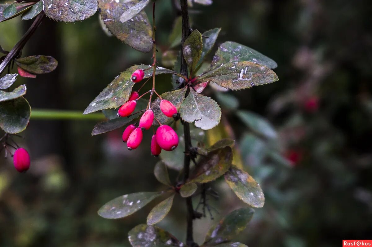 барбарис красный кустарник. барбарис тунберга ягоды. барбарис оттавский ягоды. барбарис зибольда. барбарис канадский.