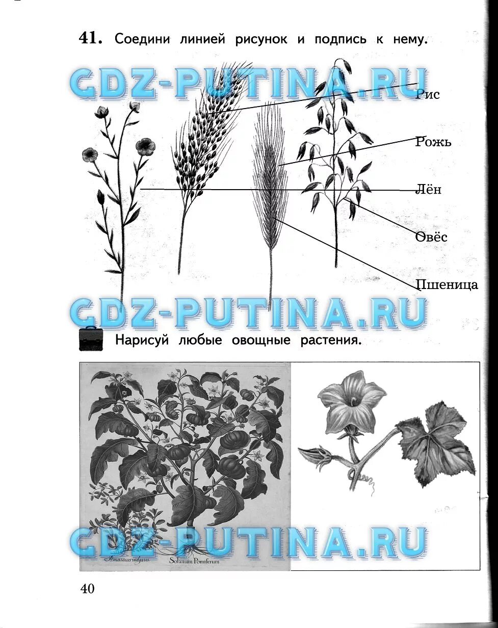 Решебник окружающий мир 2 класс виноградов. Соединить линией рисунок и подпись к нему. Окружающий мир 2 класс рабочая тетрадь страница 40. Окружающий мир 2 класс рабочая стр 40. Гдз окружающий мир 2 класс рабочая тетрадь Виноградова.