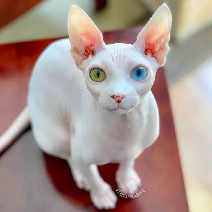 котенок белого сфинкса. канадский сфинкс белый. белая кошка канадский сфинкс. донской сфинкс белый. кремовый канадский сфинкс.