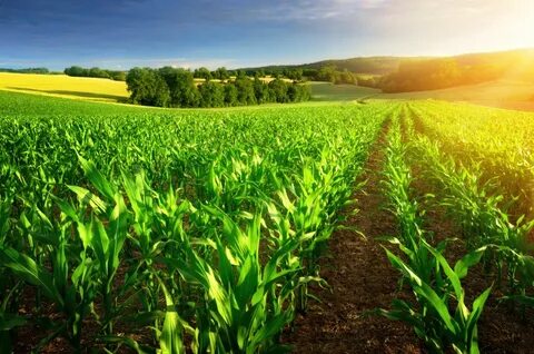 Crop agro