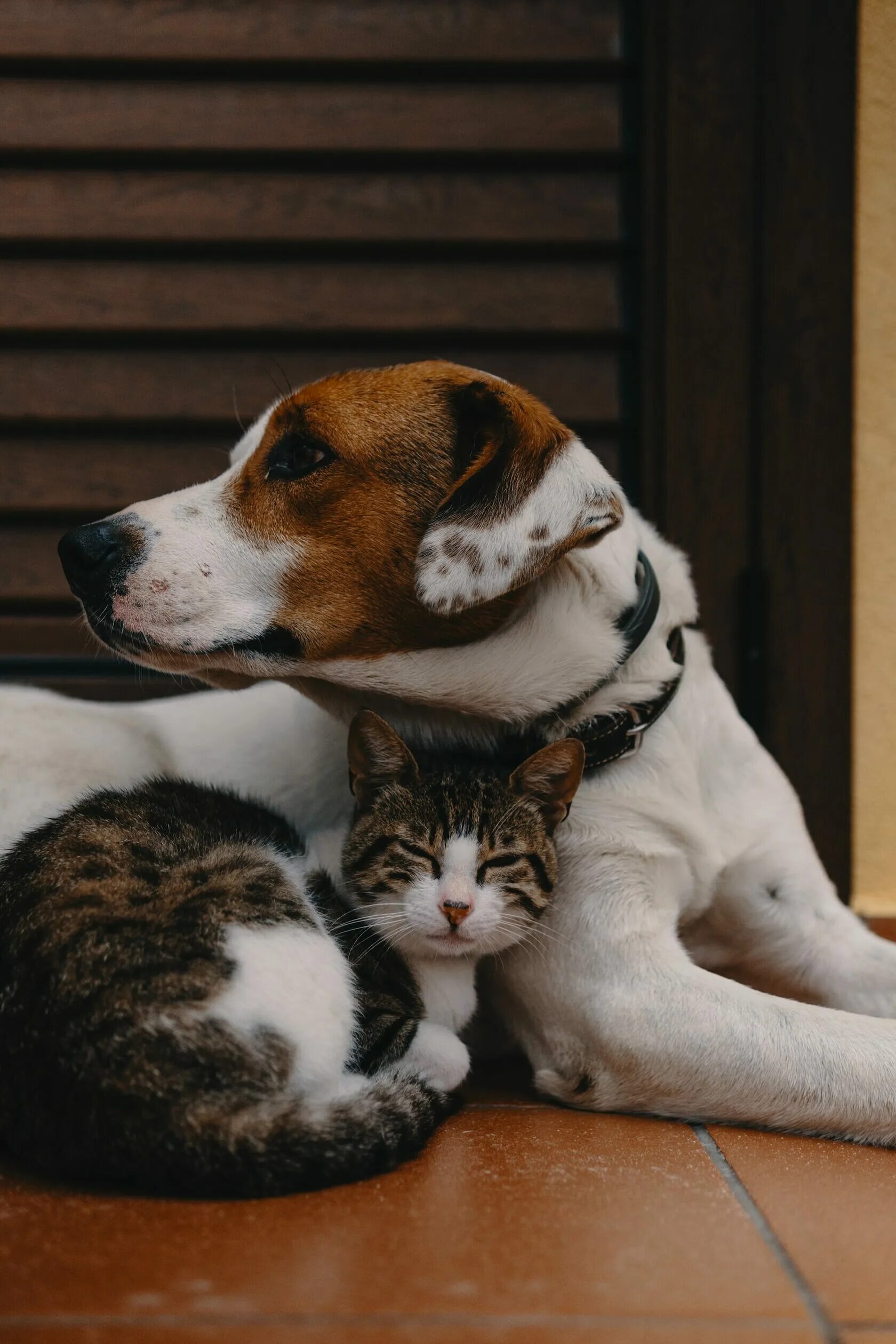 Породы животных кошек и собак. Кот и собака. Дружба кошки и собаки. Дом животные. Животные компаньоны.