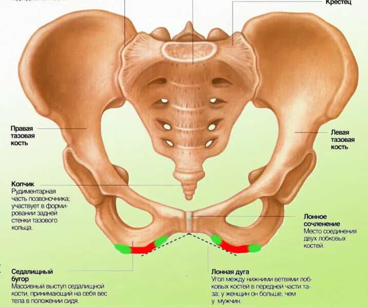 Лобковая область мужчины. Анатомия лонной кости таза. Лонная кость анатомия таза. Строение костей таза лонная кость. Анатомия костей таза лонная кость.
