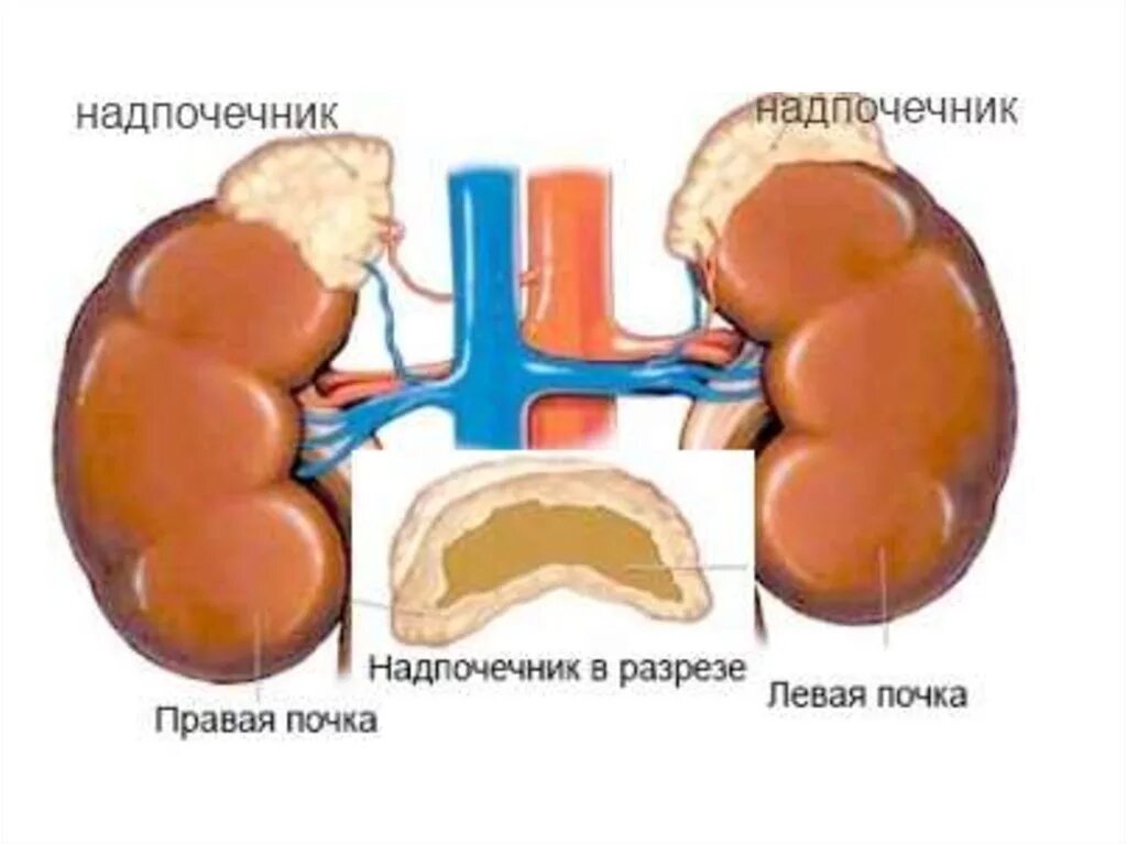 Уставшие почки. Нарушение надпочечников. Патология надпочечников. Поражение коры надпочечников. Патология надпочечников у детей.