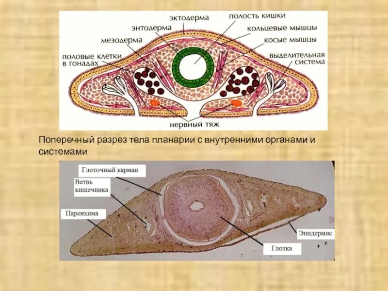 Кожно мускульная клетка передвижения. Поперечный срез печеночного сосальщика. Поперечный срез молочной планарии препарат. Белая планария строение поперечный срез. Поперечный разрез ресничного червя.