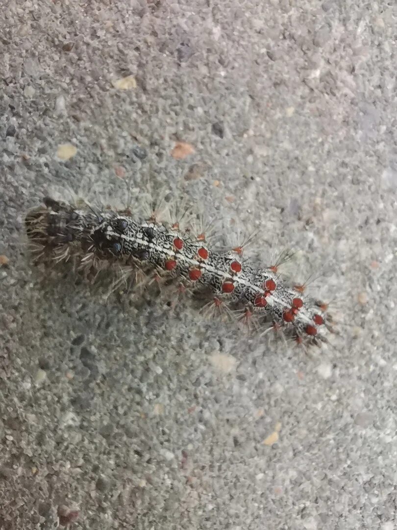 Шелкопряд рязань. Непарный шелкопряд гусеница. Непарный шелкопряд бабочка. Непарный шелкопряд нашествие. Нашествие гусениц.