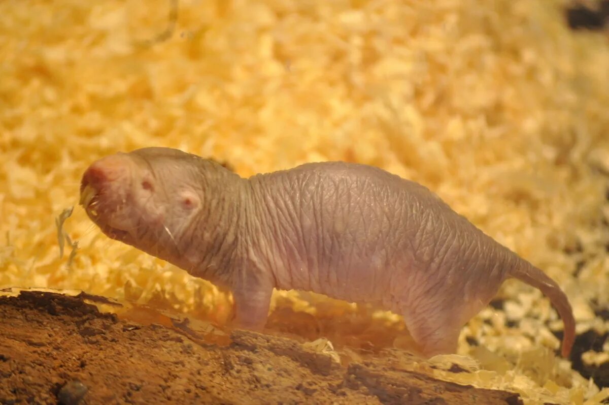 Голый землекоп игрушка. Землекопы млекопитающие. Голый землекоп (heterocephalus glaber). Зверь землекоп из африки 9 букв. Нора слепыша.