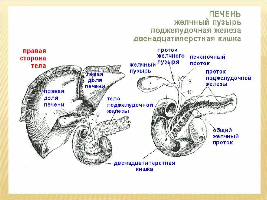 Желчный пузырь и поджелудочная железа анализы. Схема печени и желчного пузыря и поджелудочной железы. Проток желчного пузыря и поджелудочной железы. Строение протоков поджелудочной железы и желчного пузыря. Желчный пузырь и поджелудочная железа.