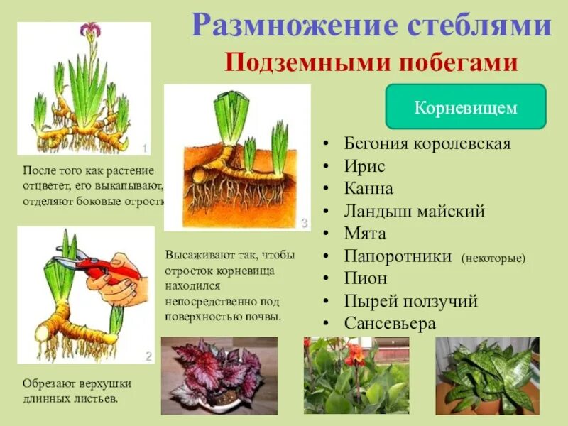 Биология 6 класс параграф 17 вегетативное размножение. Стеблевые черенки вегетативное размножение. Размножение корневищами вегетативное размножение. Вегетативное размножение видоизмененными побегами. Вегетативное размножение листовыми черенками.