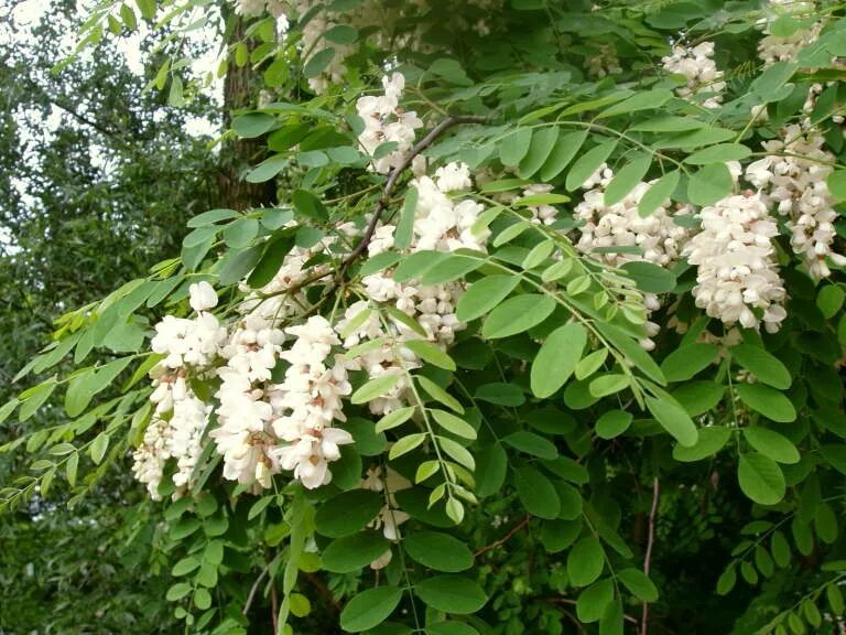 Robinia pseudoacacia. Белая акация робиния ложноакациевая. робиния псевдоакация ауреа. робиния псевдоакация дерево. робиния псевдоакация (robinia pseudoacacia).