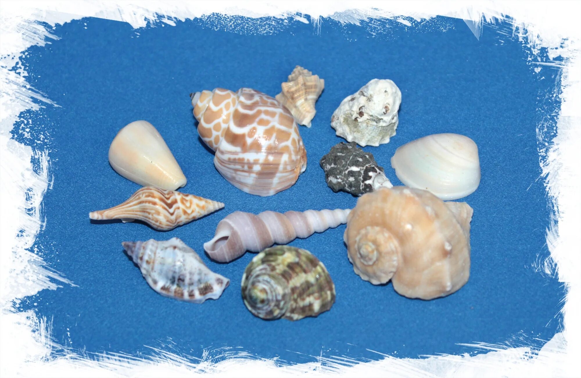 Морские раковины Кассис КОРНУТА. Коллекция ракушек. Коллекция ракушек в детском саду. Ракушки из моря.