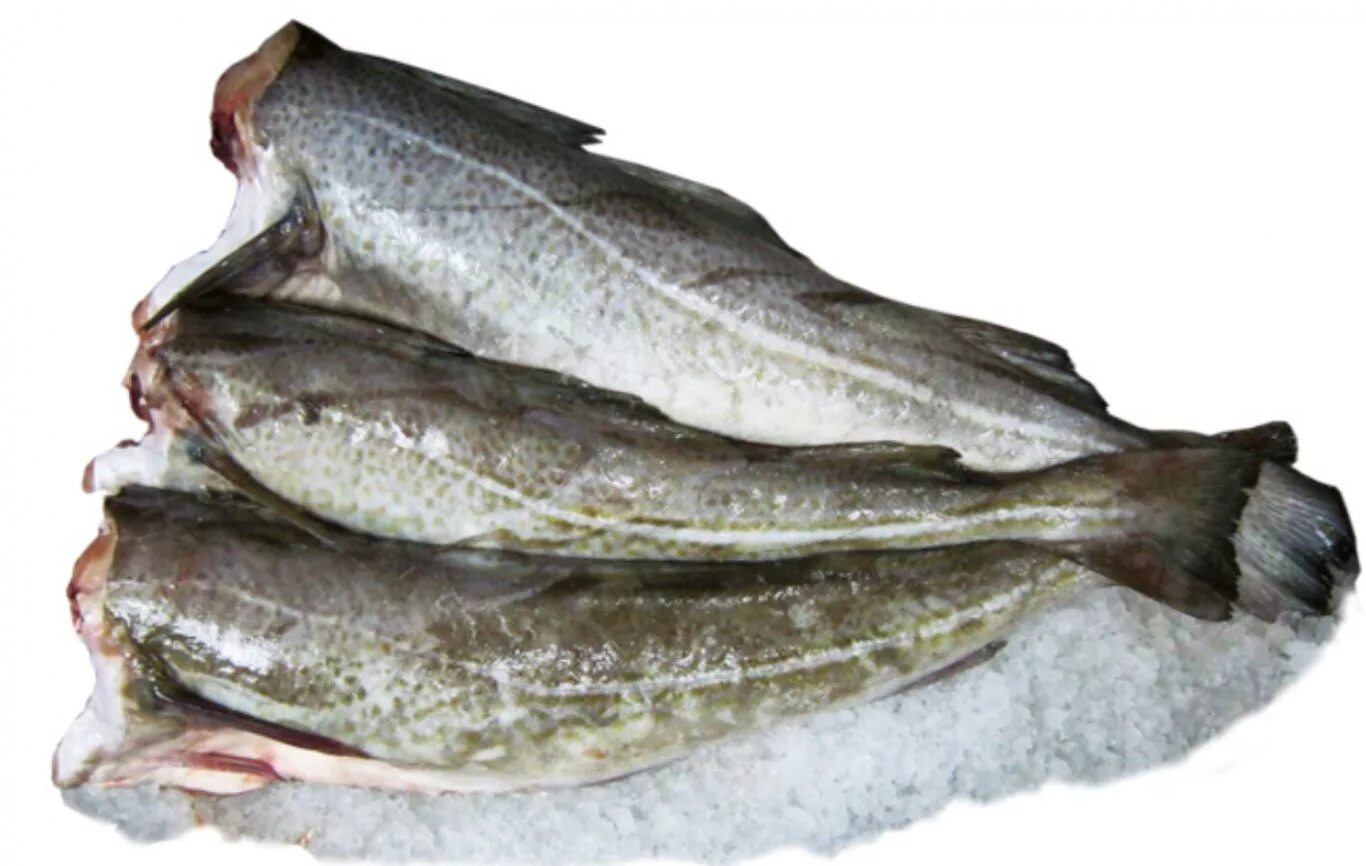 Морская рыба пикша. Хек атлантический. Пикша замороженная. Как выглядит рыба замороженная. Как выглядит рыба замороженная.