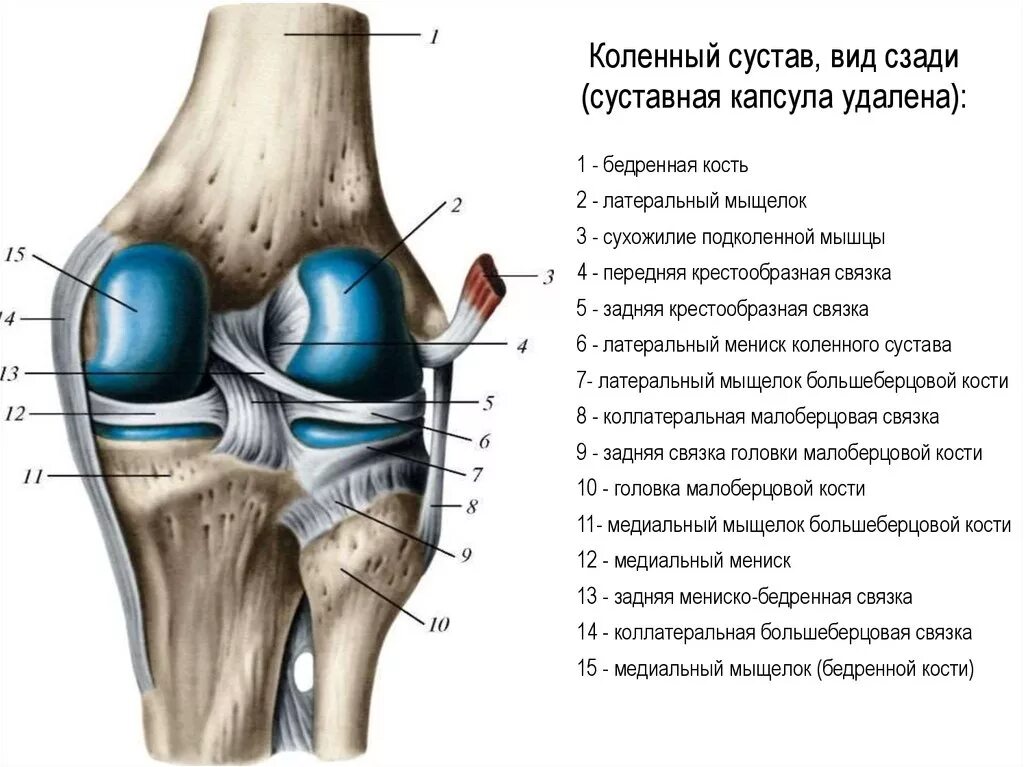 Суставные мыщелки. Вскрытый правый коленный сустав вид спереди. Коленный сустав анатомия вид сбоку.