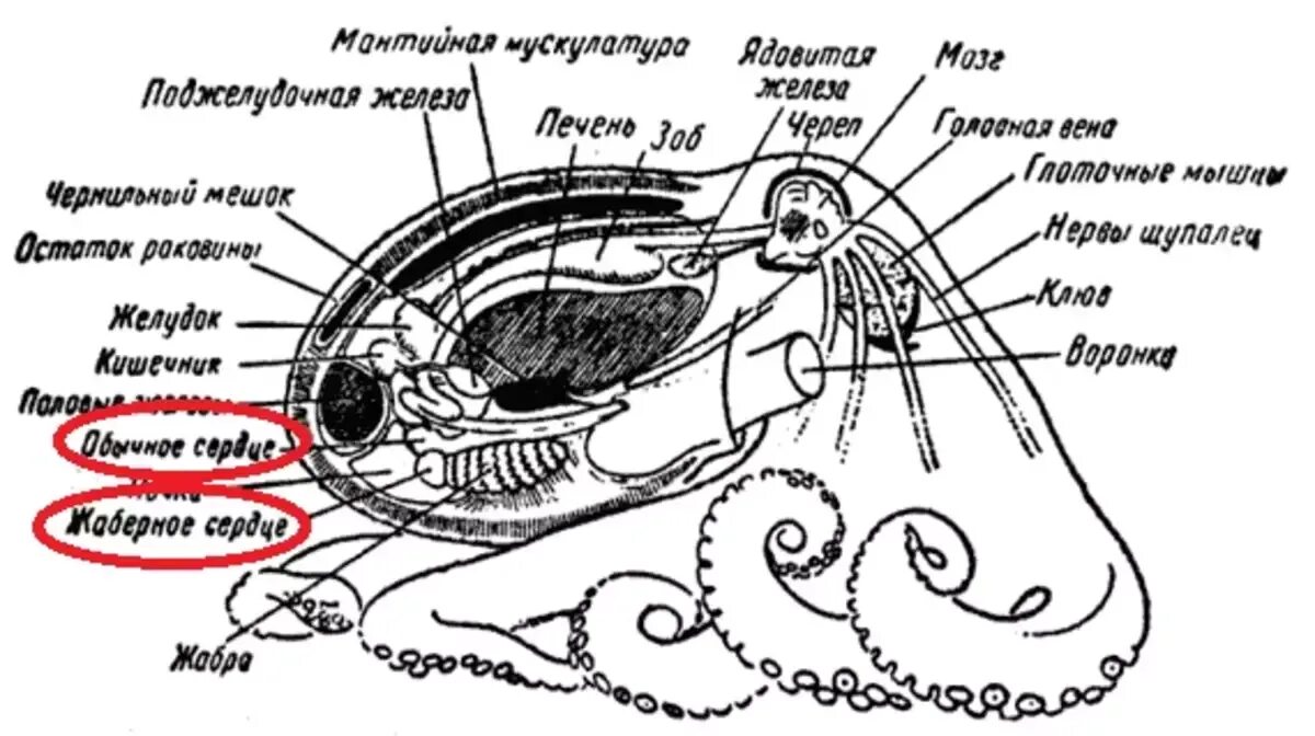 Сколько сердец у головоногих моллюсков. Строение сердца осьминога. строения осьминога 3 сердца. три сердца головоногих. у осьминога три сердца.