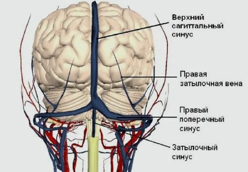 Отток головного мозга. Верхний Сагиттальный синус головного мозга. Поперечный синус головного мозга. Сагиттальный синус Вена. Венозные синусы головного мозга схема.