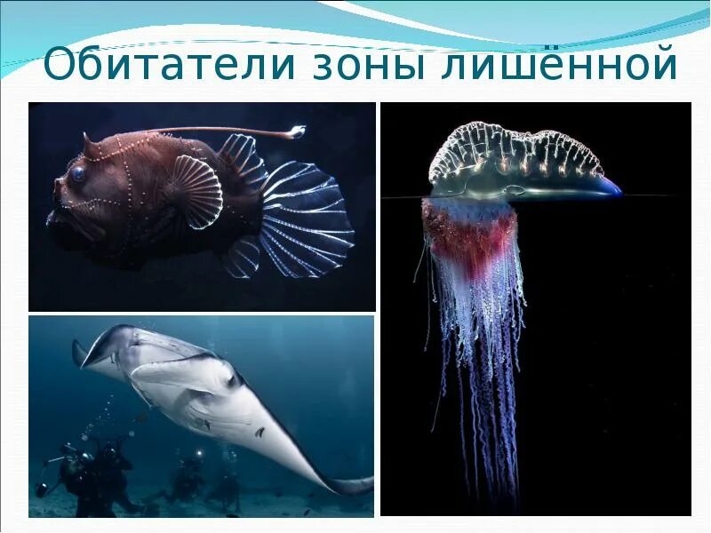 Жизнь в морях и океанах проект. Подводные животные. Плейстон. Зоология черного моря. Активно плавающие организмы.