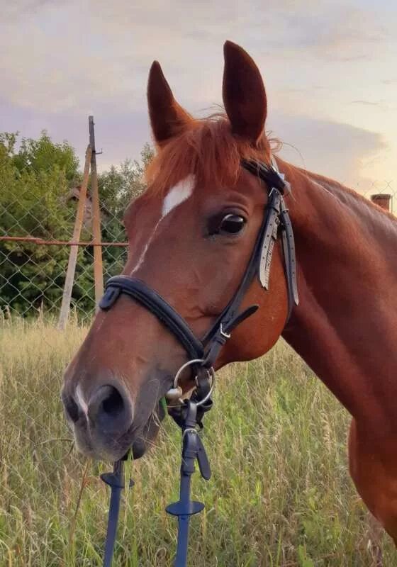 косит лиловым глазом. косит лиловым глазом слушать. конь косящий глазом. косит лиловым глазом слушать. конь косит лиловым глазом.