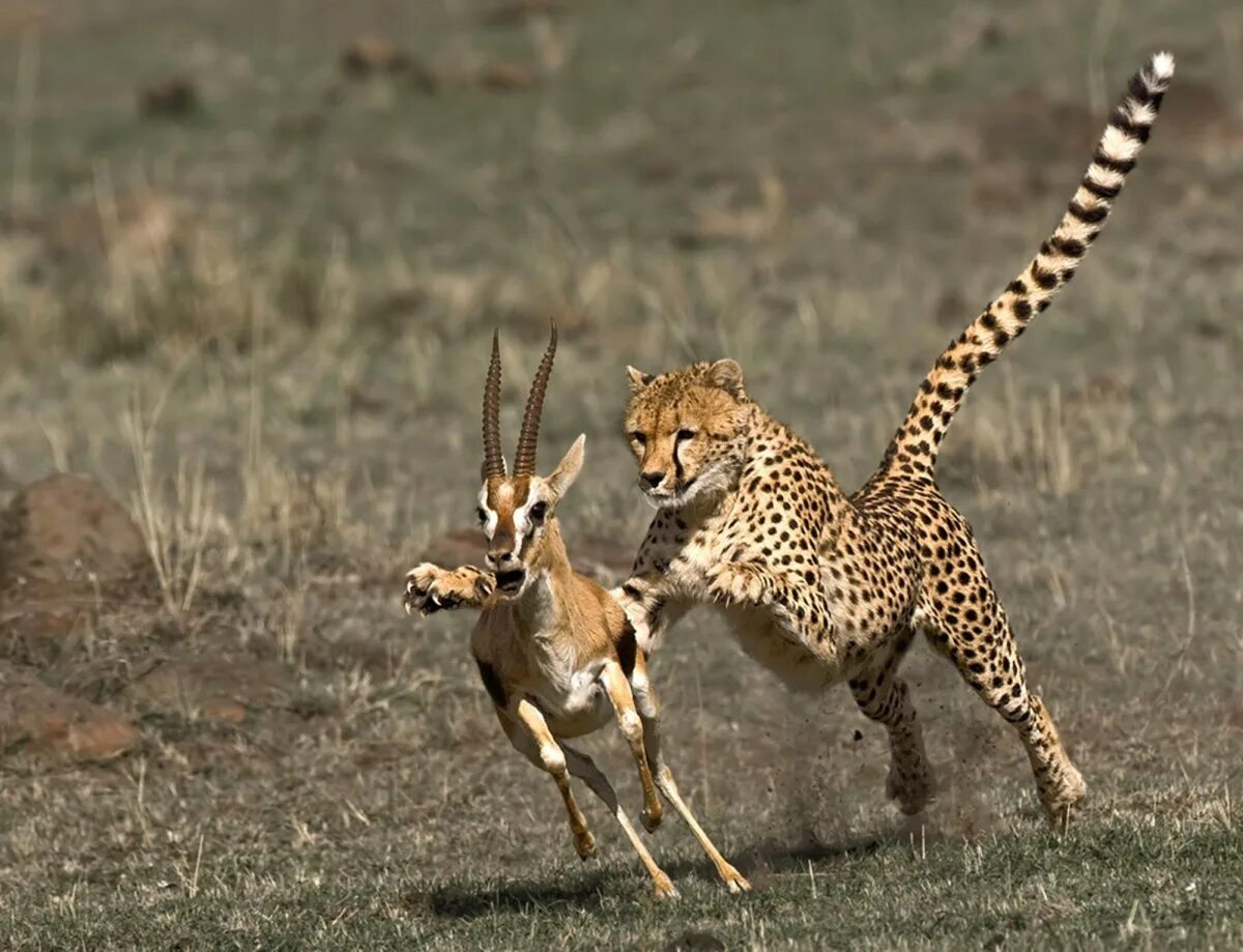 Хищный сородич. Ягуар panthera onca. Переднеазиатский леопард. Хищный сородич. Леопард охотится на антилопу.