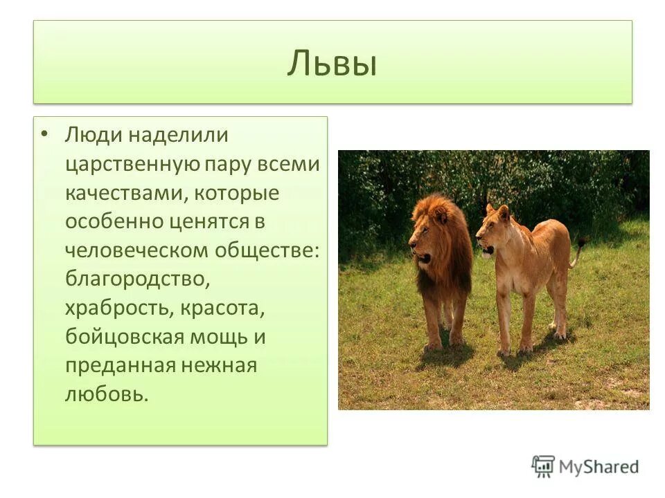 Доклад о знаке зодиака лев. Качества человека льва. Лев из рекламы мерседес. Лев гороскоп характеристика. Качества человека льва.