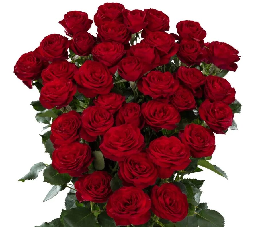 Самба пати роза флорибунда. Пати розы. Роза пати трендсеттер. Роза флорибунда самба. Роза флорибунда самба.