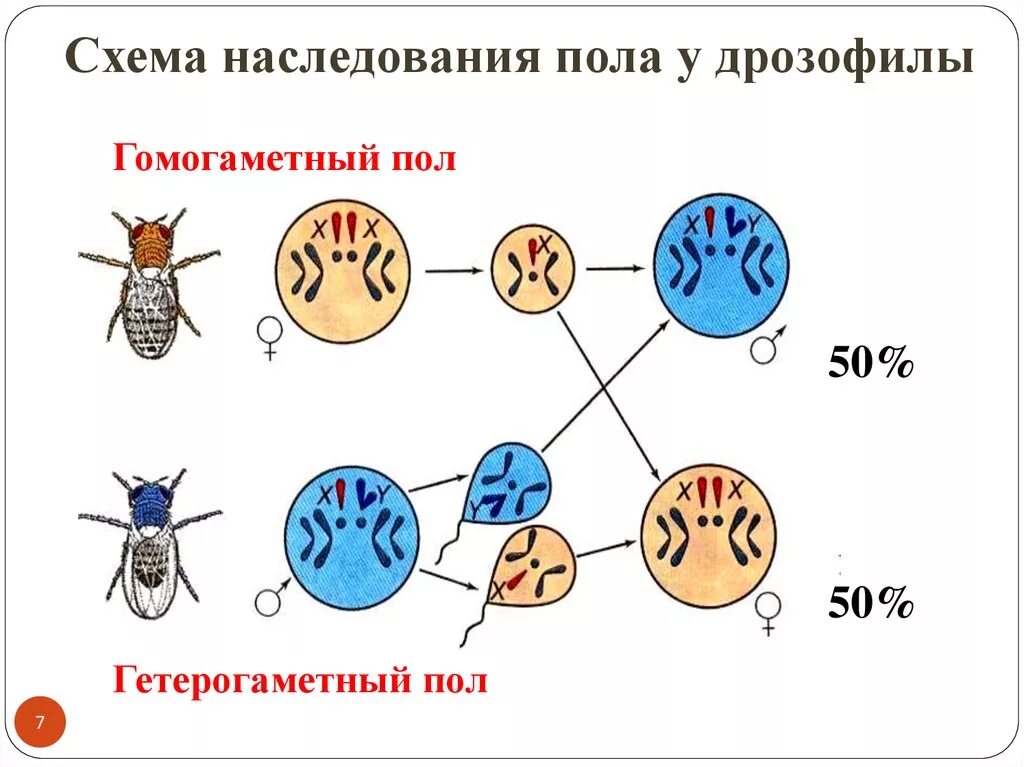 Сцепленное наследование признаков генетика. Схема наследования. Схема наследования пола. Генетика пола дрозофилы.