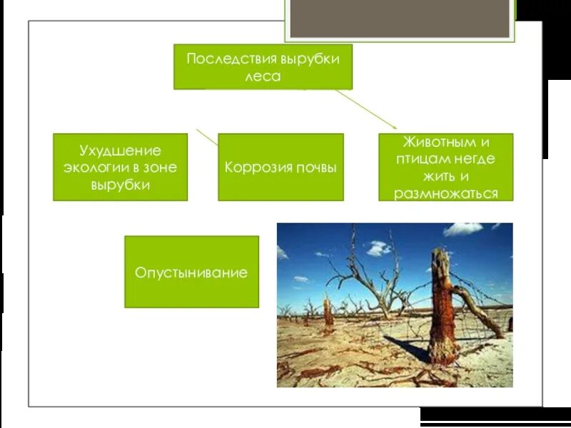Массовая вырубка леса. Последствия уничтожения лесов. Последствия вырубки лесов. Последствия исчезновения тропических лесов. Экологическая проблема вырубки лесов.