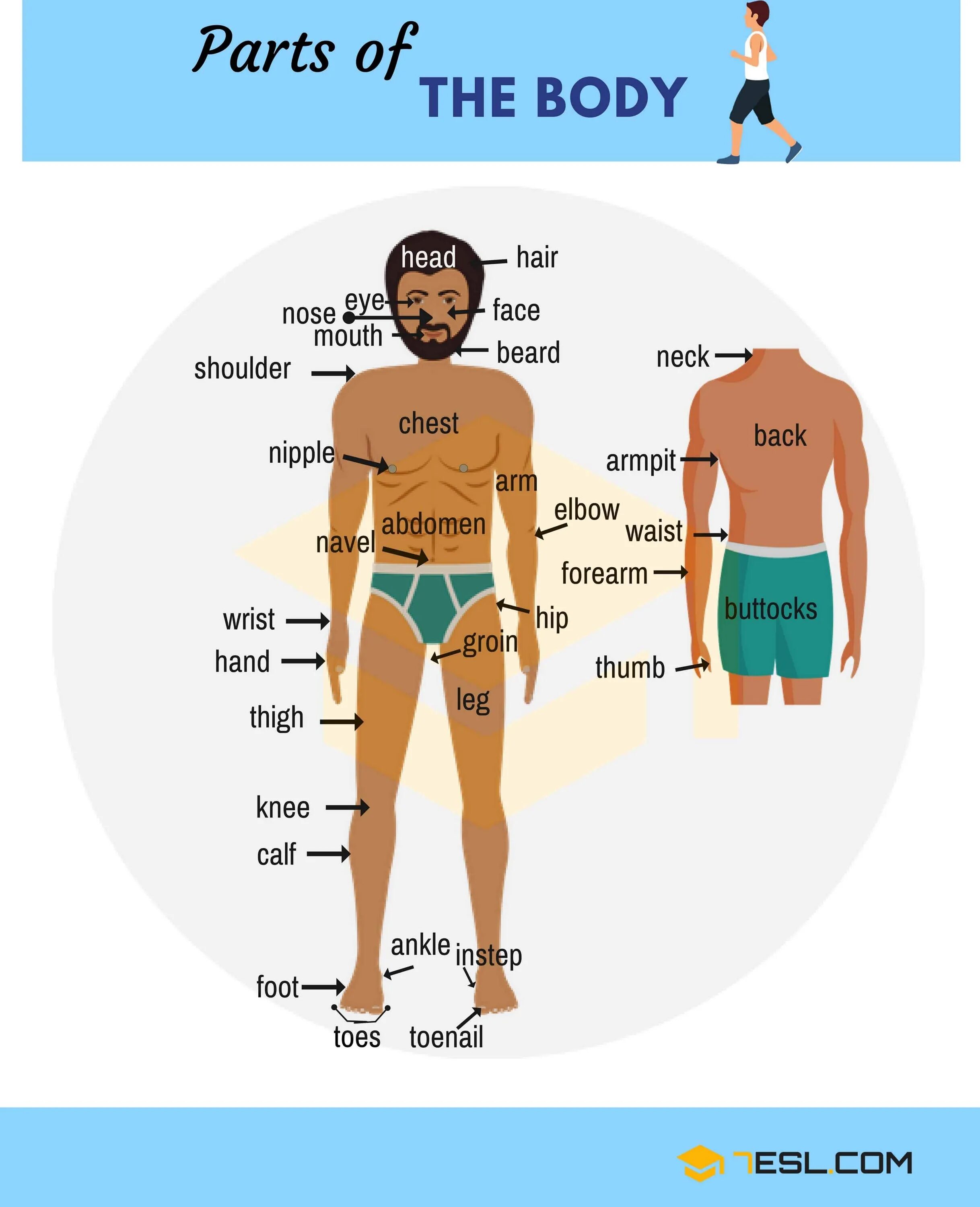 Human matching. Body Parts in English. Тело на английском. Части тела на английском. Human body Parts in English.
