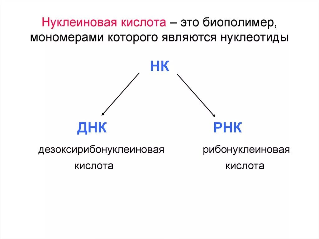 Нуклеиновые кислоты ДНК И РНК конспект 10 класс. Биополимеры нуклеиновые кислоты строение. Сегментированная нуклеиновая кислота. Строение биополимеров. Биополимеры состоят