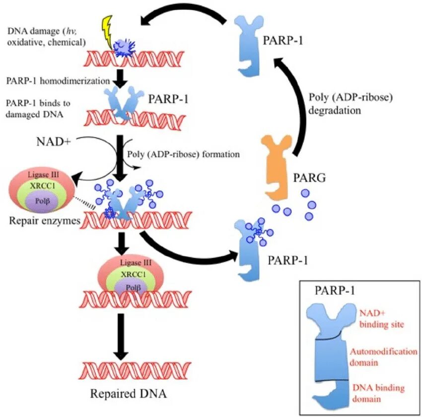 Парп 1. Parp1 inhibitors. PARP фермент. PARP DNA. Парп ингибиторы.