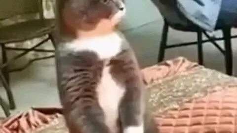 Стоит кот видео