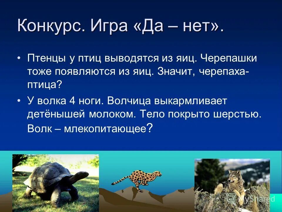 Почему мир животных многообразен. Почему мир животных многообразен