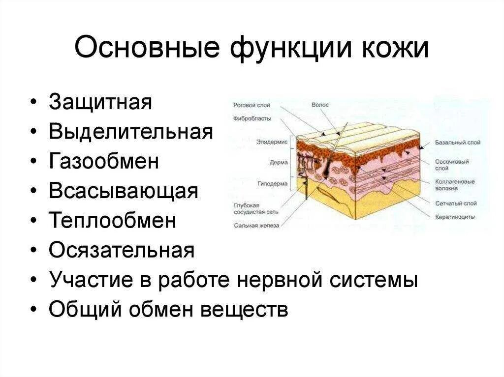 Покровы тела 9 класс биология. Строение кожи слой строение функции. Структуры кожи человека и их функции. Слой кожи , строение слоя , функции. Кожа 3 слоя функции строение.