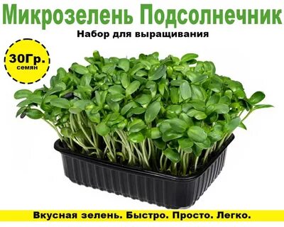 Микрозелень полезные свойства