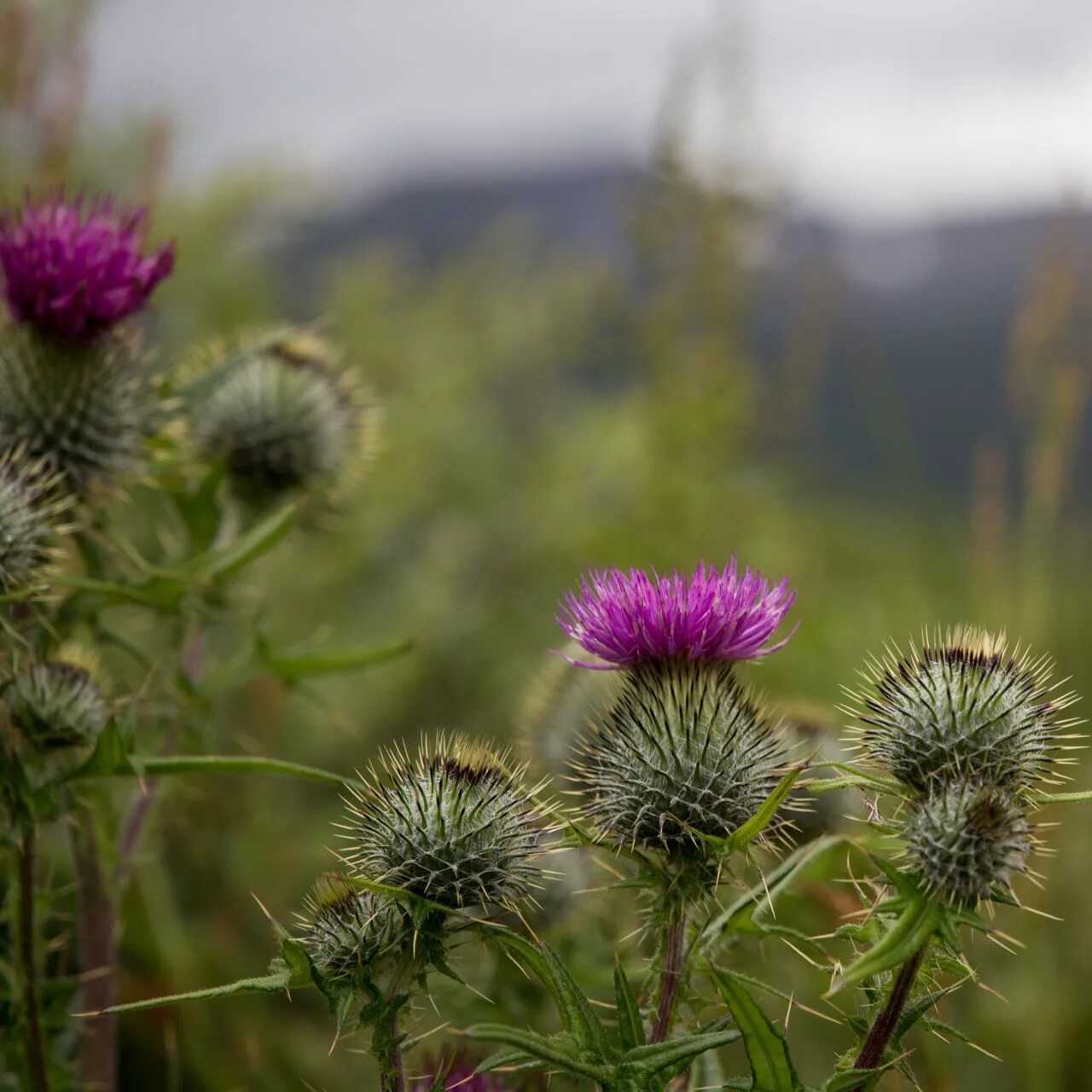 Scotland plants. Чертополох Шотландия. Чертополох Thistle шотландский. Расторопша в Шотландии. Чертополох Ирландия.