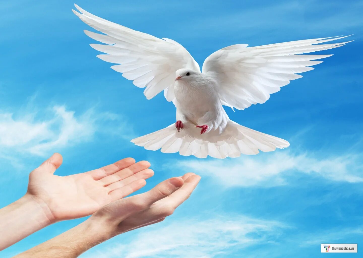 Белый голубь в руках. Красивые голуби. Белые голуби в руках. Руки держат голубя. Красивые голуби.